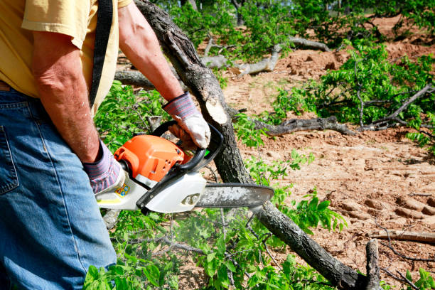 How Our Tree Care Process Works  in  Poquonock Bridge, CT